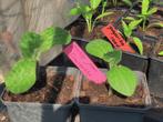 Patty pan pompoen / courgette, Ophalen, Eenjarig, Groenteplanten, Volle zon