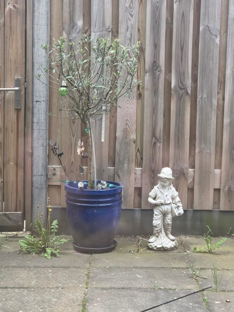 2 Olijf boomen inclusief planten pot tekoop, Tuin en Terras, Ophalen, Kunststof