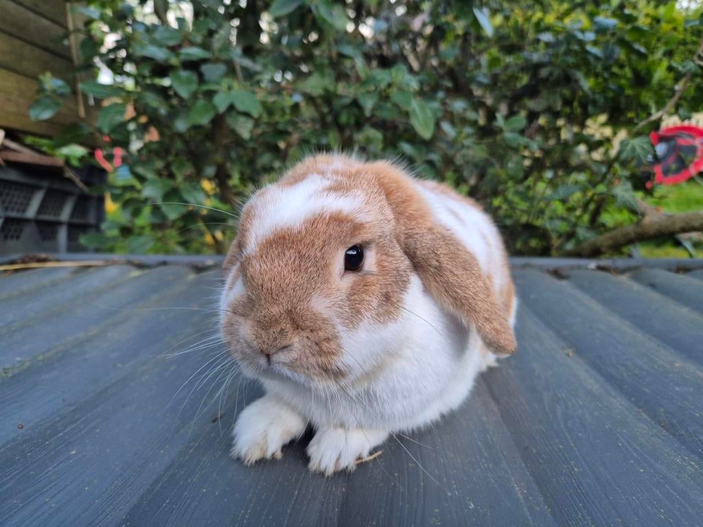 Lieve gecastreerde en gevaccineerde ram, Mannelijk, Klein, Hangoor, 0 tot 2 jaar