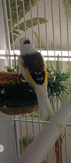 te koop parva putter pop van 2024 prijs 1200 euro, Vrouwelijk, Wildzangvogel