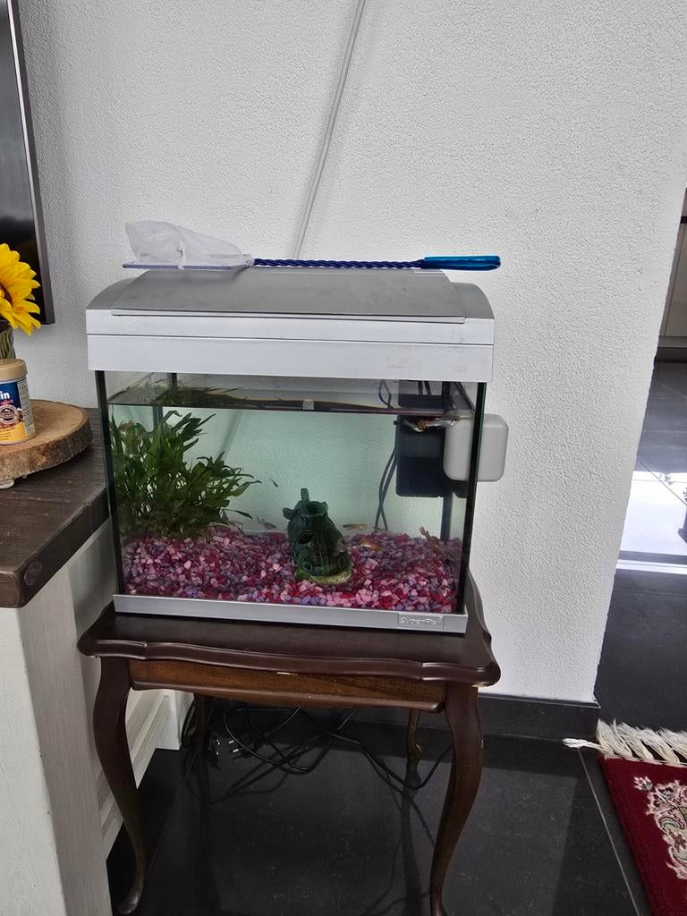 Complete aquarium met visjes, Dieren en Toebehoren, Ophalen, Gevuld zoetwateraquarium