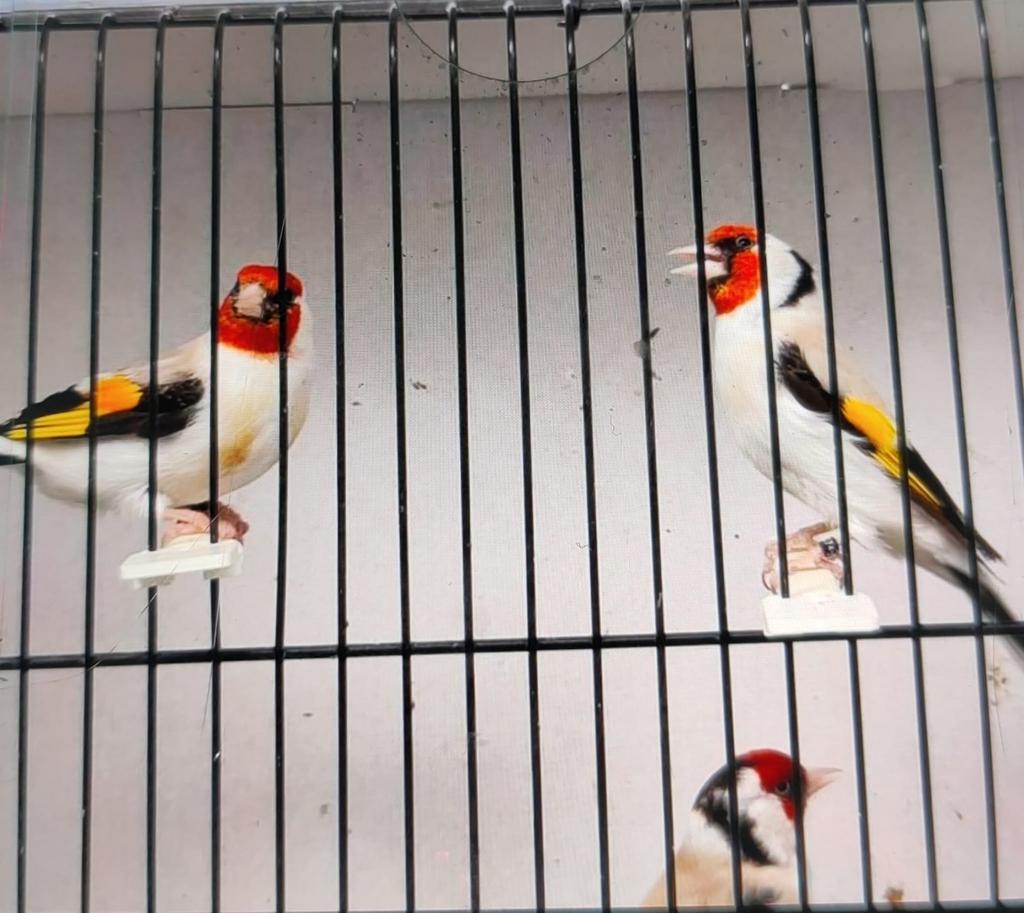 Majoor putter man., Dieren en Toebehoren, Vogels | Overige Vogels, Mannelijk, Wildzangvogel