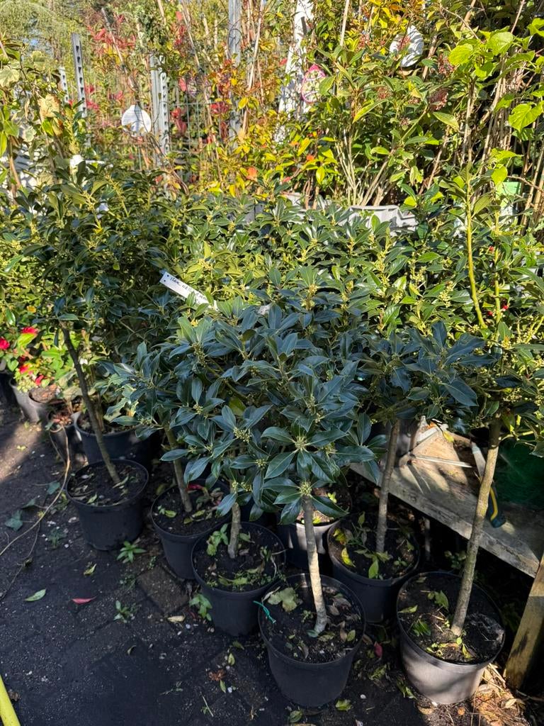 Ilex nelly r stevens americaanse hulst nu in bloei 29,95, Ophalen, Overige soorten, 100 tot 250 cm