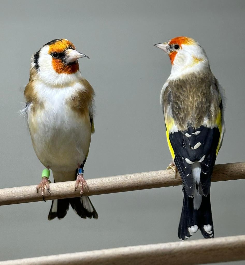 Majoor putter, Dieren en Toebehoren, Vogels | Overige Vogels, Mannelijk, Wildzangvogel