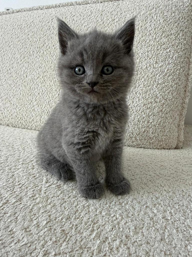 Britse korthaar kittens te koop!!, Dieren en Toebehoren