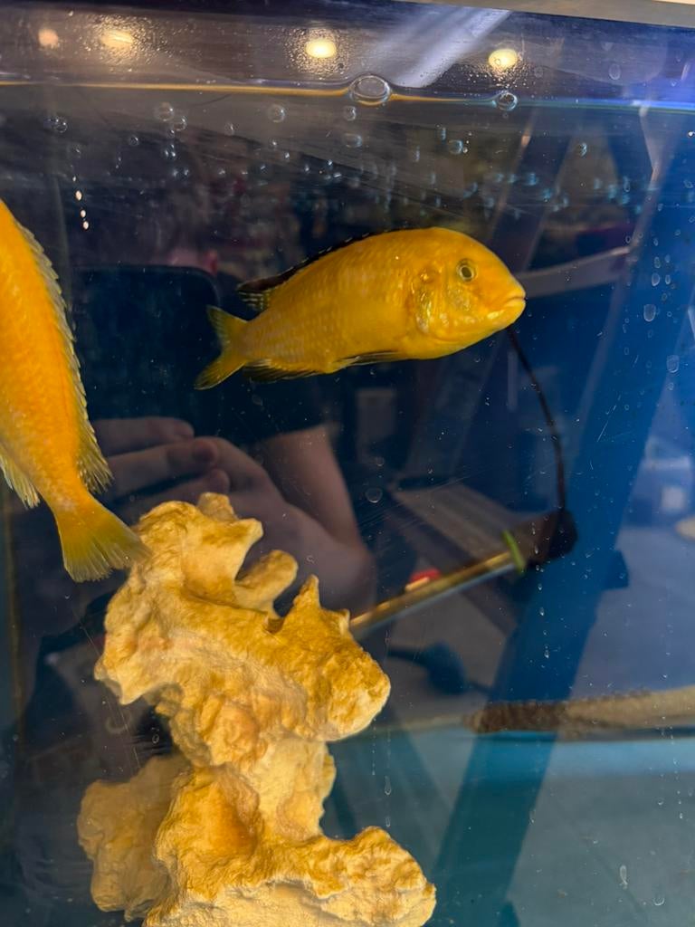 Koppel Malawi cichliden (10-13cm), Dieren en Toebehoren, Vissen | Aquariumvissen, Vis