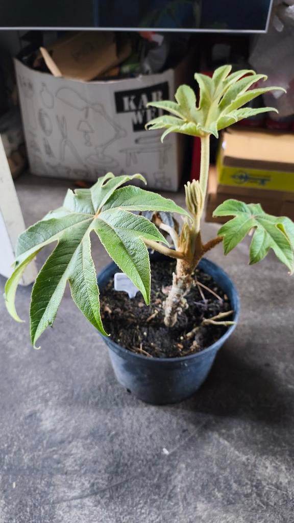 Tetrapanax papyrifera steroidal giant, Tuin en Terras, Planten | Tuinplanten, Ophalen of Verzenden, Overige soorten, Volle zon