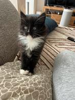 Maine Coon XXL Russische Bloedlijnen – Met Garantie, Meerdere dieren