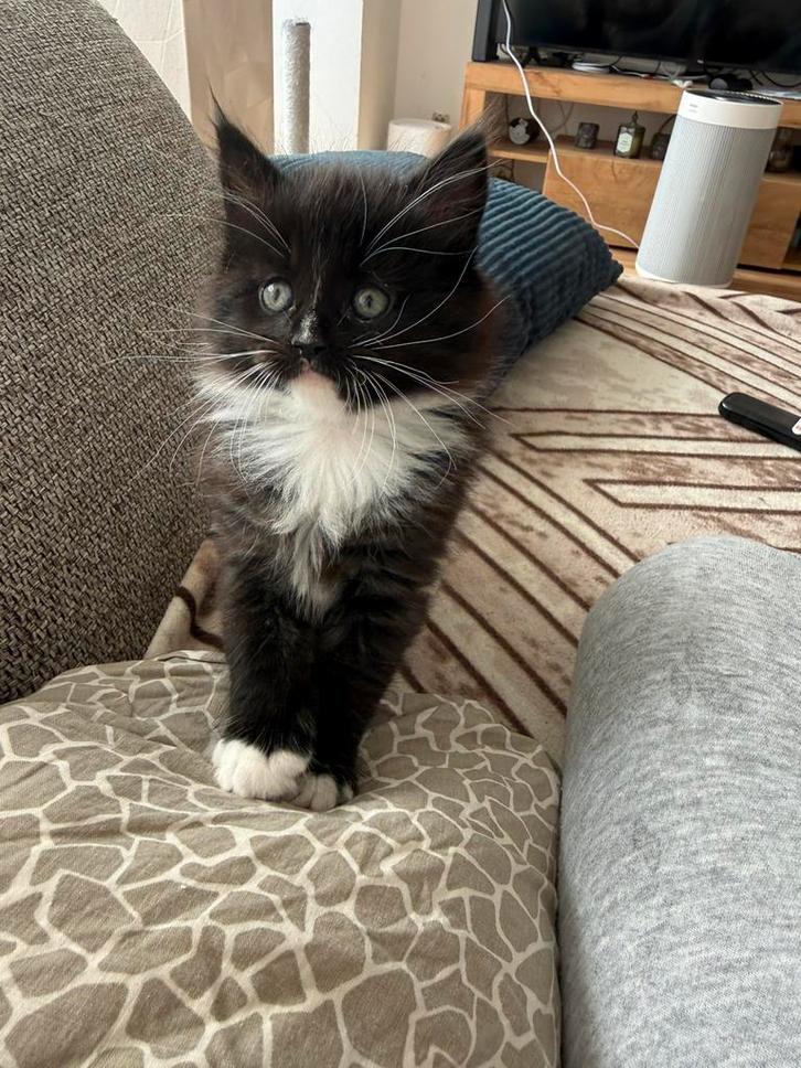 Maine Coon XXL Russische Bloedlijnen – Met Garantie, Dieren en Toebehoren, Katten en Kittens | Raskatten | Langhaar, Meerdere dieren