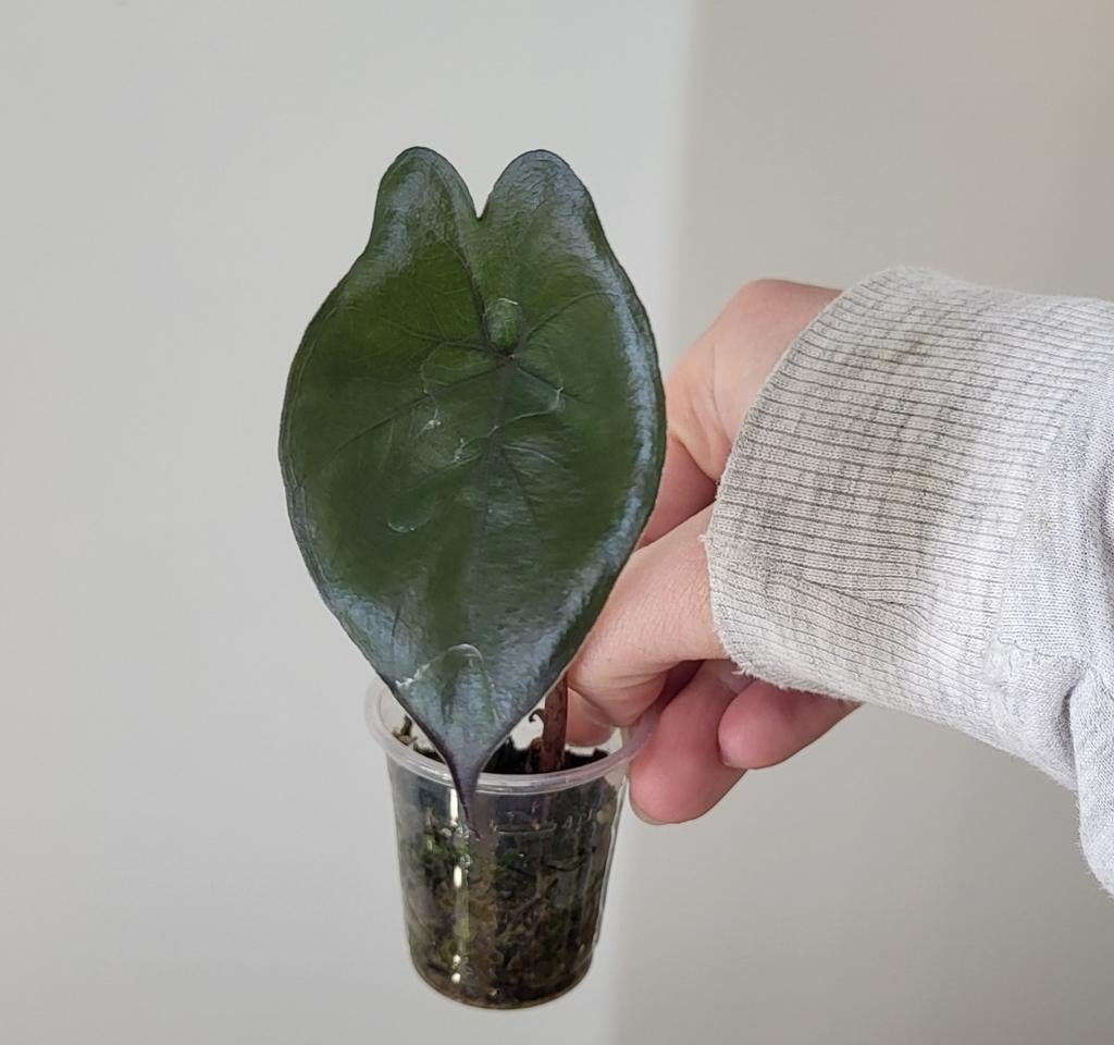 Alocasia yucatan princess, Huis en Inrichting, Kamerplanten, Minder dan 100 cm, Halfschaduw, Ophalen of Verzenden
