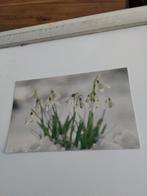 SNEEUWKLOKJES. / ROB CHRISPIJN, Ophalen of Verzenden