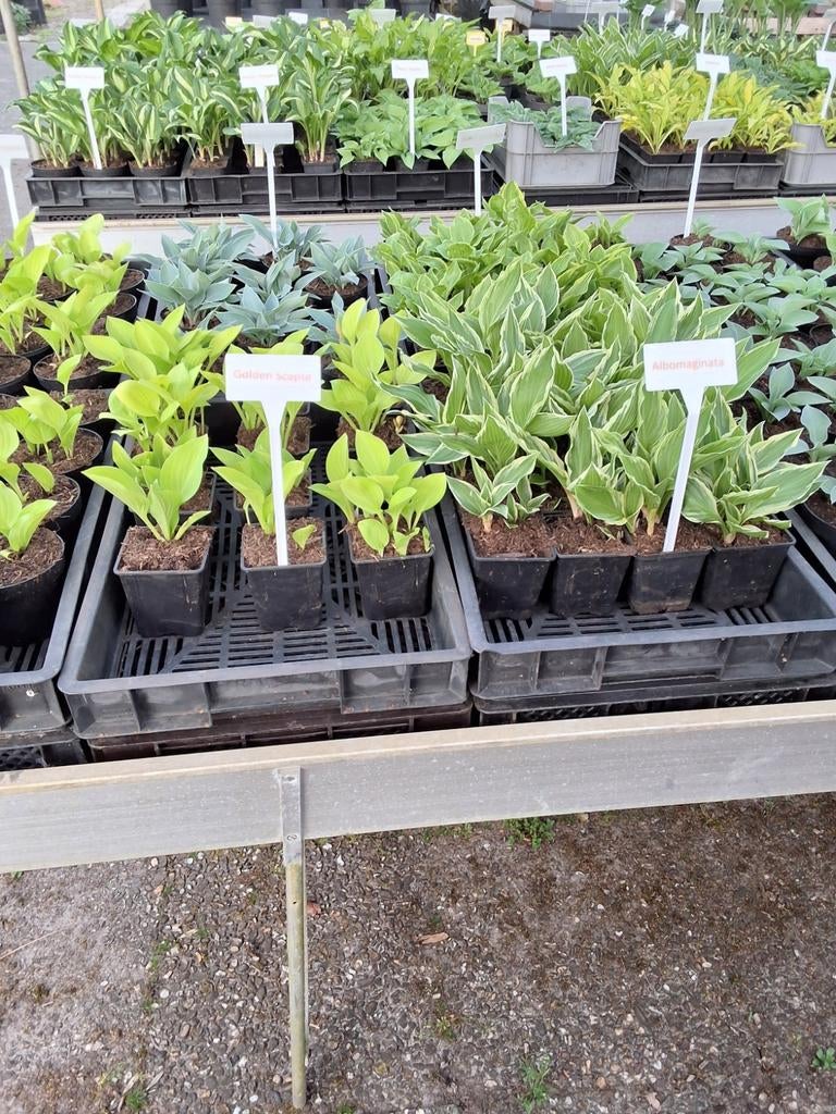 Hosta's, Ophalen, Overige soorten, Halfschaduw