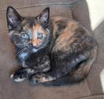 Kitten poesje, Dieren en Toebehoren, Katten en Kittens | Overige Katten, Poes