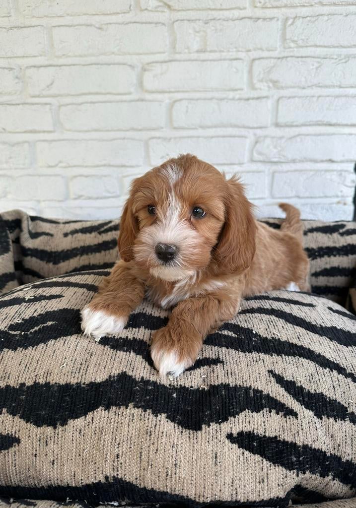 Maltipoo pups, maltexer x toy poedel, Dieren en Toebehoren, Honden | Retrievers, Spaniëls en Waterhonden, Parvo, Nederland, Overige rassen