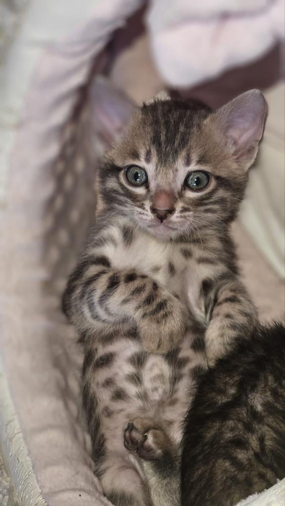 Bengaal kittens f5 zilver en Black tabby, Dieren en Toebehoren, Katten en Kittens | Raskatten | Korthaar, Meerdere dieren