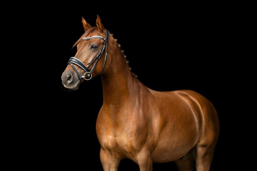 Bijrijder gezocht voor onze talentvolle10-jarige dressuurpon