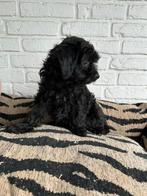 Maltipoo pups, maltezer x toy poedel nog 1 reutje, Dieren en Toebehoren, Honden | Chihuahua's en Gezelschapshonden, Parvo, Nederland