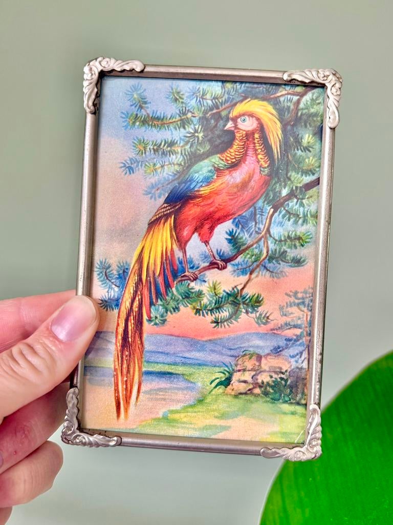 Vintage lijstje fotolijstje vogelprentje, Ophalen of Verzenden, Gebruikt