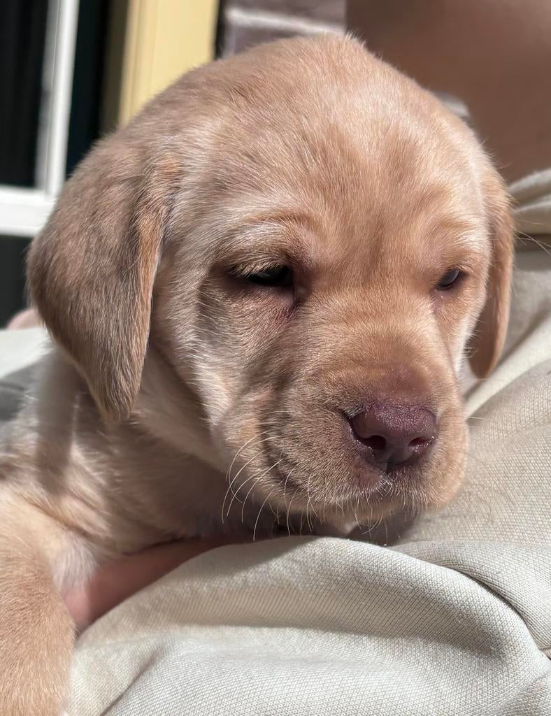 Prachtig vrolijke Labrador pup te koop, Dieren en Toebehoren, Honden | Retrievers, Spaniëls en Waterhonden, 8 tot 15 weken, Labrador retriever