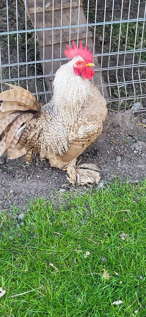 Broedeieren sabelpoot kriel, Geslacht onbekend, Kip