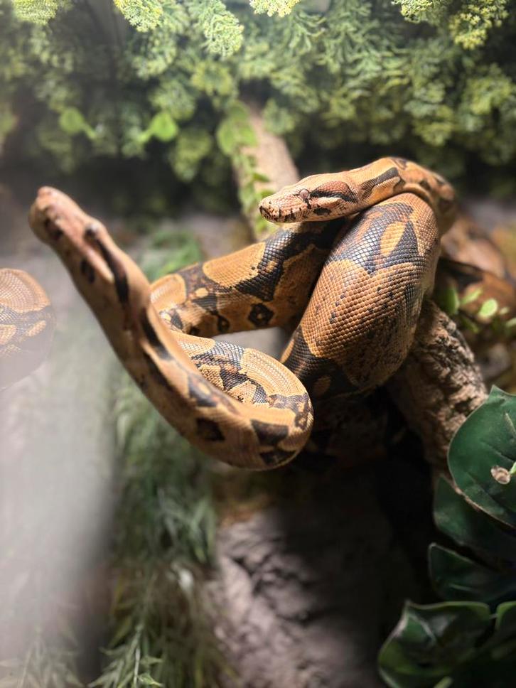 Boa constrictor koppel snel weg!! Boa Constrictor - female for sale from atlas hebu