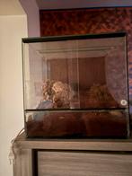 Terrarium met 2reuze slakken, Ophalen, Zo goed als nieuw, Terrarium of Paludarium