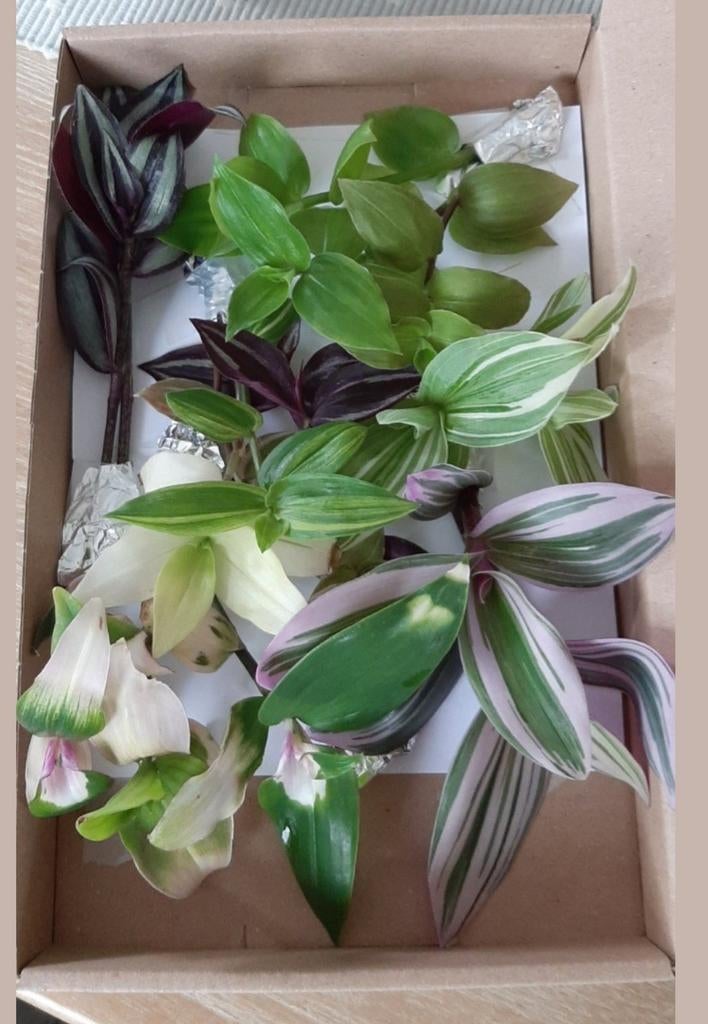 Tradescantia stekjes box 7 soorten, Huis en Inrichting, Kamerplanten, Ophalen of Verzenden, Halfschaduw, Minder dan 100 cm