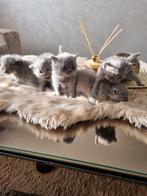 Britse korthaar kittens, Dieren en Toebehoren, Katten en Kittens | Raskatten | Korthaar, Meerdere dieren, Ontwormd, 0 tot 2 jaar