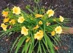 Hemerocallis "Stella d' Oro" (Daglelie), Overige soorten, Volle zon, Vaste plant, Ophalen of Verzenden