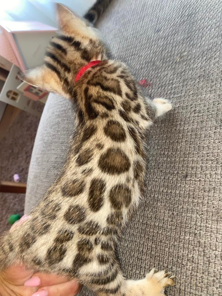 Bengaal kittens, Dieren en Toebehoren, Katten en Kittens | Raskatten | Korthaar, Meerdere dieren