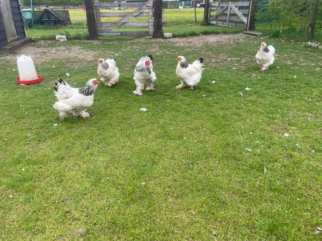 Brahma columbia toom, Dieren en Toebehoren, Pluimvee, Meerdere dieren, Kip