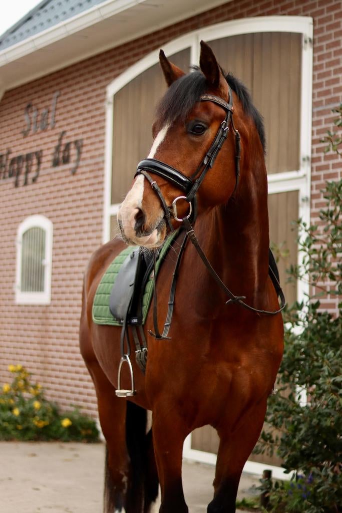 Mooie 4 jarige bruine ruin, Met stamboom, Ruin, Dressuurpaard, 3 tot 6 jaar