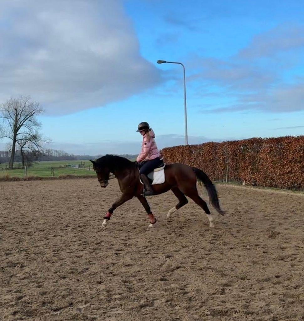 Te koop: Prachtige, talentvolle merrie (v Kaiman), Dieren en Toebehoren, Paarden, Merrie, B, 165 tot 170 cm, 3 tot 6 jaar, Springpaard