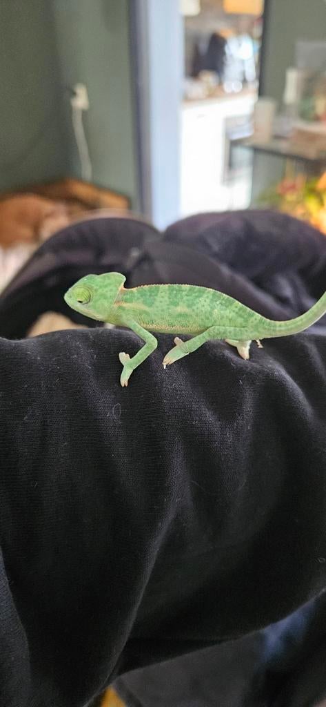 Jemen kameleon baby's, 0 tot 2 jaar