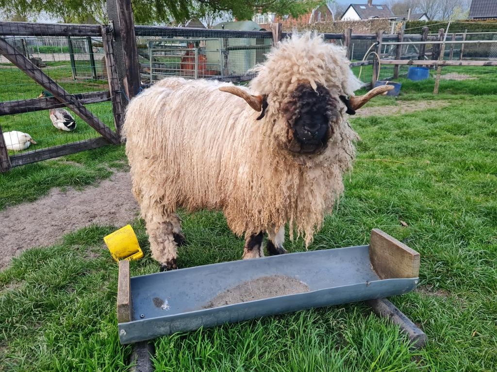Walliser schwarznase  Gevraagd ooi, Vrouwelijk, Schaap