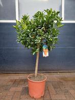XL Citrus Calamondin - Mandarijnenboom H: 120 cm., Ophalen, Volle zon, Citroenboom, 100 tot 250 cm