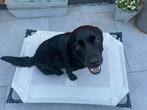Stretcher voor hond / hondenbed 76x106x20, Dieren en Toebehoren, Ophalen, Overige