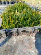 Zaailingen wagnerianus, Ophalen of Verzenden, Overige soorten, Volle zon