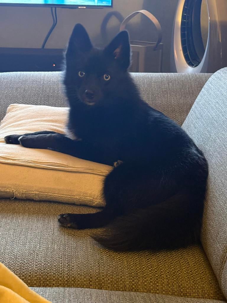 Lieve Pomsky teef Snowy ( 1 jaar) zoekt nieuw thuis., Keeshond, 1 tot 2 jaar, Teef, Parvo