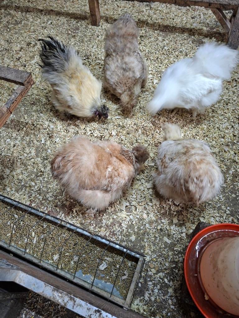 Broedeieren van zijde hoeders, Dieren en Toebehoren, Pluimvee, Geslacht onbekend, Kip