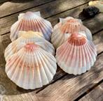 15 bolle, grote sint jacob schelpen decoupage knustelen, Ophalen of Verzenden, Nieuw, Materiaal
