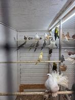 Bergparkiet poppen, Vrouwelijk, Parkiet