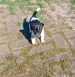 1 leuke jack russel pup te koop, Jack Russell Terriër, 8 tot 15 weken, Teef, Parvo