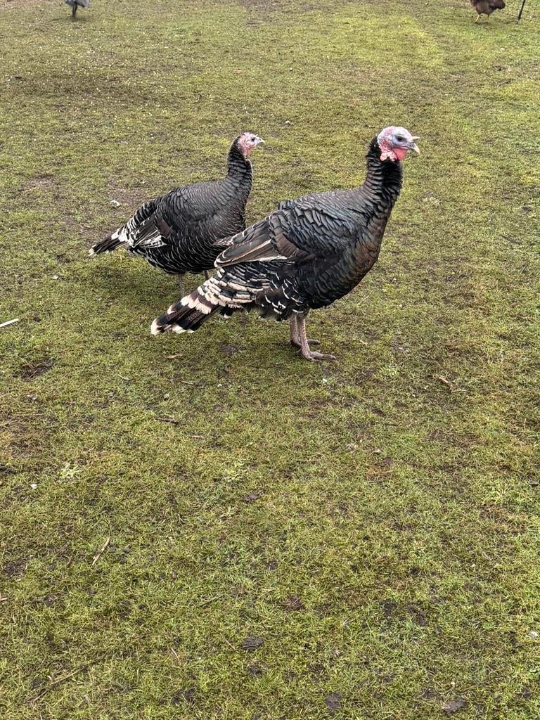 Koppel kalkoenen, Meerdere dieren, Kalkoen