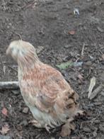 Faverolles hen, Dieren en Toebehoren, Pluimvee, Vrouwelijk, Overige soorten
