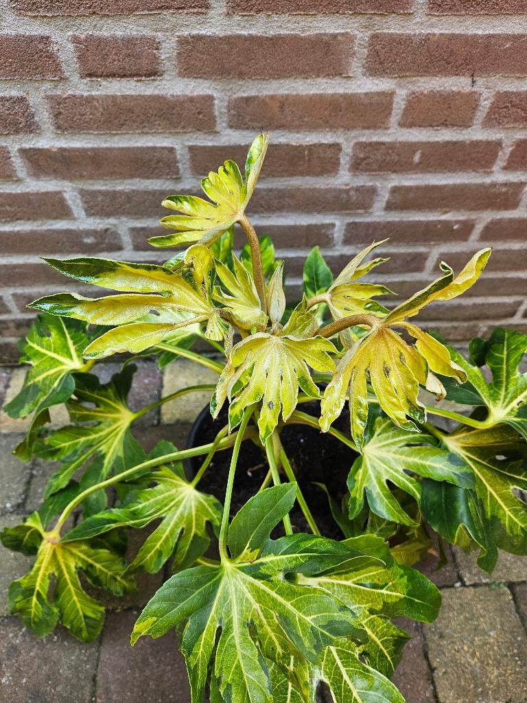 Fatsia japonica ‘Murakumo Nishiki, Tuin en Terras, Ophalen, Overige soorten, Halfschaduw
