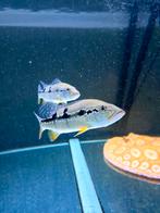 Cichla Pinima +/- 15cm, Vis, Zoetwatervis, Schoolvis