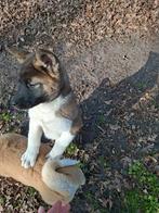 Vrolijke en lieve Amerikaanse Akita pups reutjes, 8 tot 15 weken, Parvo, Meerdere, Nederland