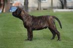 boerboel ballotada - SABBS - CZECH REPUBLIC, Dieren en Toebehoren, 8 tot 15 weken, Buitenland, Parvo, Bulldog