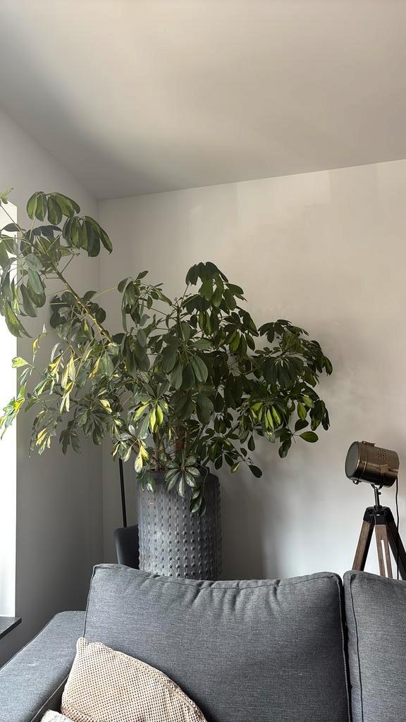 Grote, weelderige plant inclusief pot, Huis en Inrichting, Kamerplanten, Overige soorten, 150 tot 200 cm, Groene kamerplant, Halfschaduw